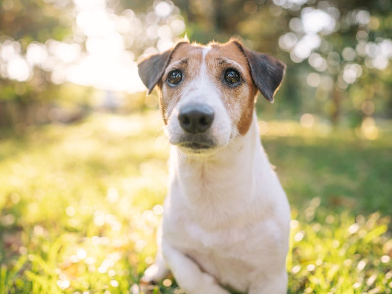 Playful dog on sunshine day Jack russell terrior in morning routine