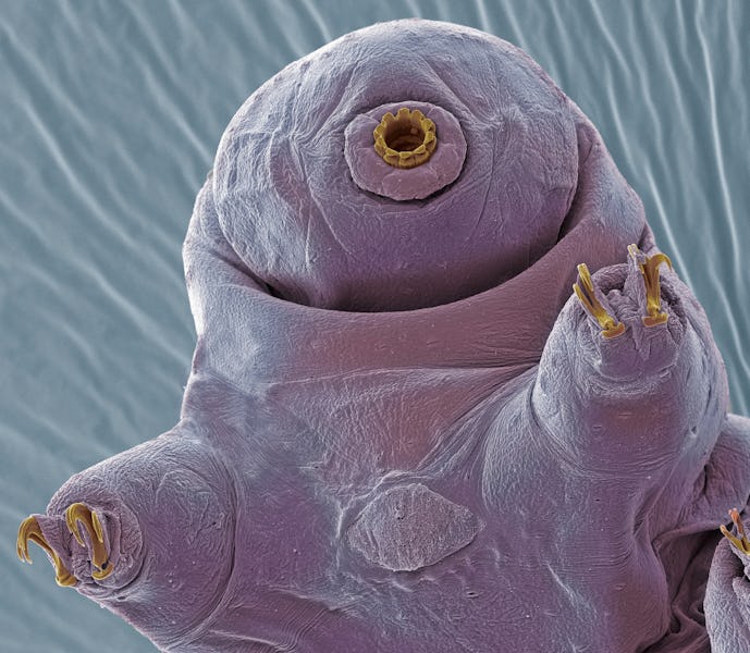 Water bear. Coloured scanning electron micrograph (SEM) of a water bear, or tardigrade (phylum Tardi...