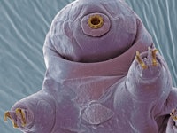 Water bear. Coloured scanning electron micrograph (SEM) of a water bear, or tardigrade (phylum Tardi...