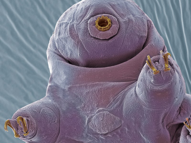 Water bear. Coloured scanning electron micrograph (SEM) of a water bear, or tardigrade (phylum Tardi...