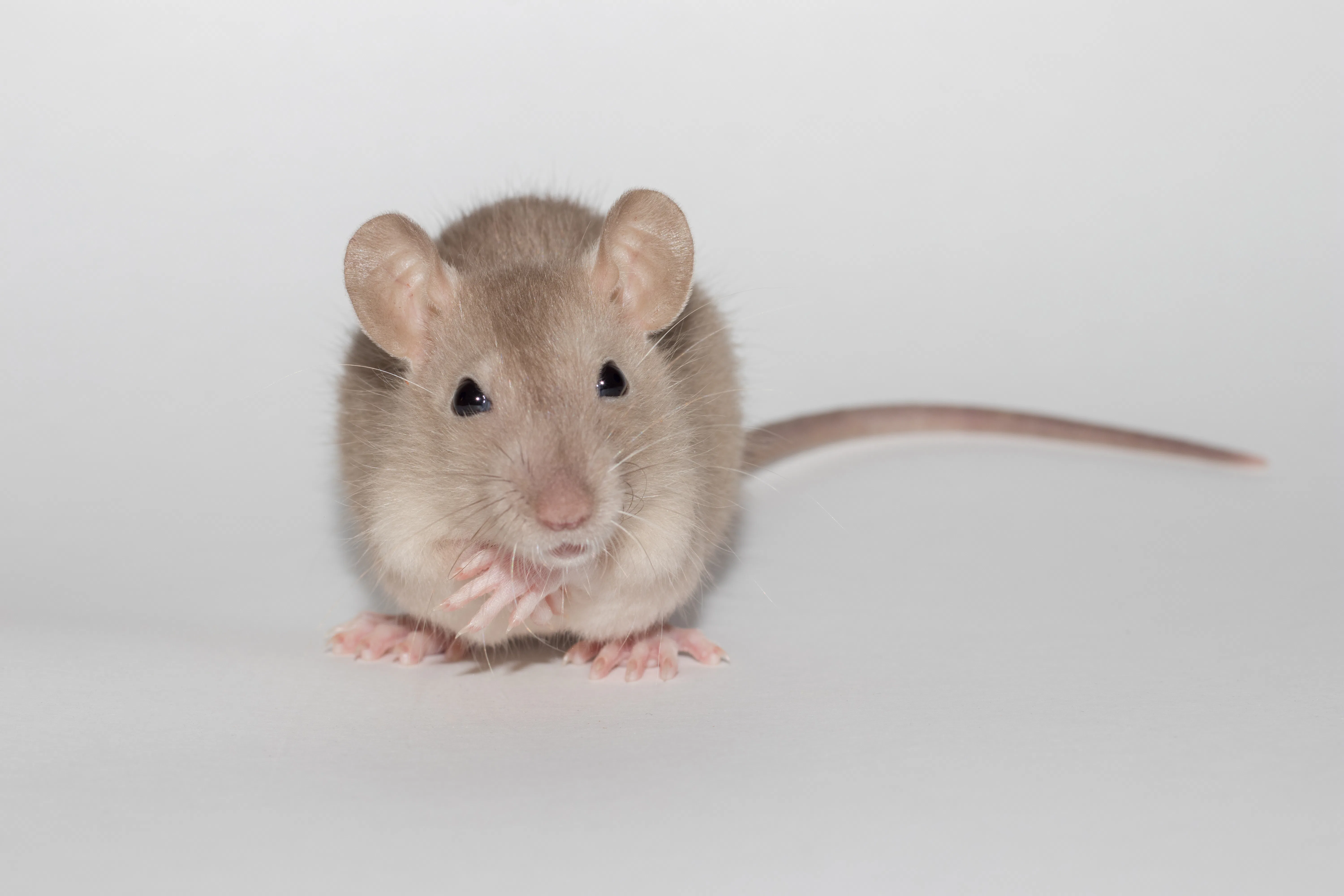 Scientists Are Tantalizingly Close To Identifying The Gut Bacteria ...