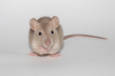 lab mouse
