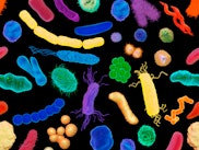 Various bacteria, illustration