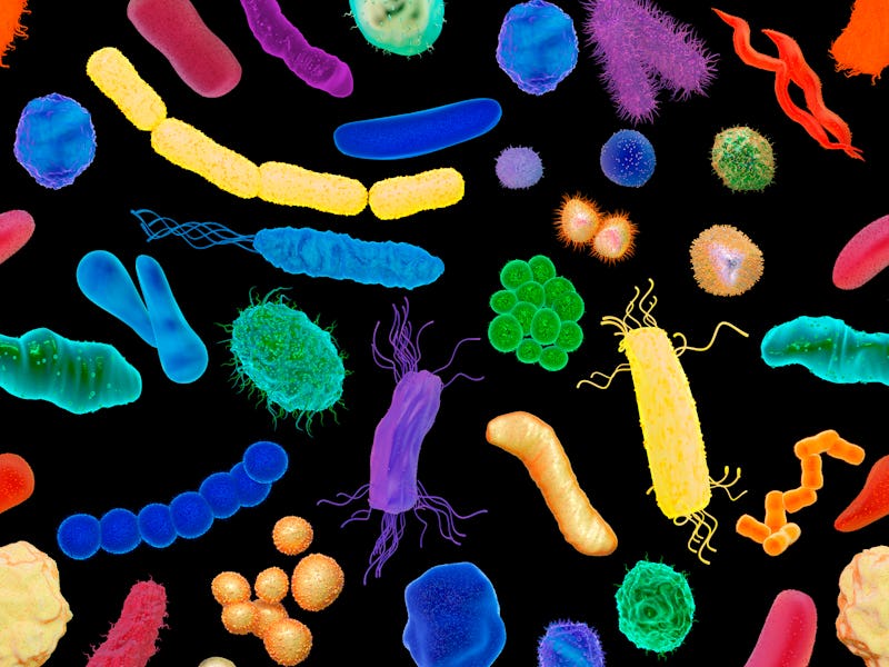 Various bacteria, illustration