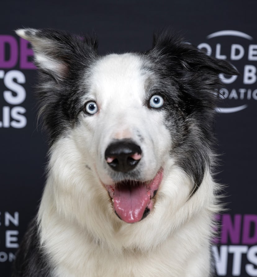 Messi from ‘Anatomy of a Fall’ was a hit on Twitter during the 2024 Academy Awards.