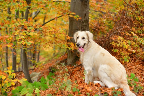 Smolyan lakes, Rhodope mountain, Bulgaria