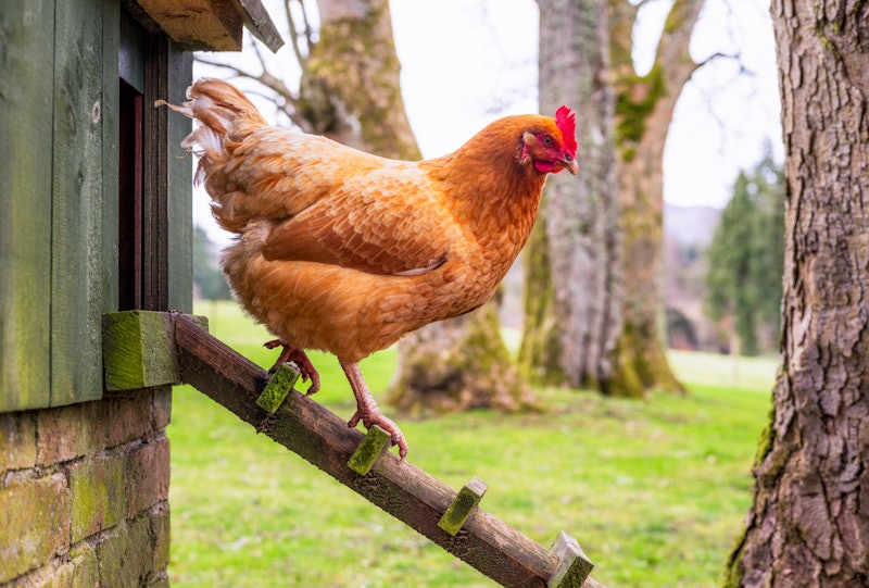 Side view of a free-range hen walking down the ladder of her henhouse in search of food.