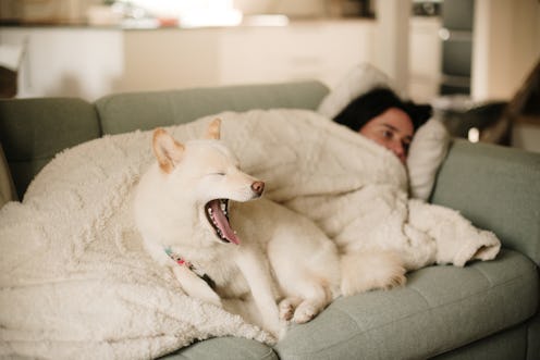 A cute Shiba Inu dog yawning and a woman lying on a sofa