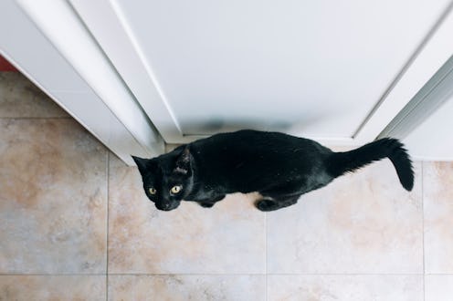 Top view of black kitten