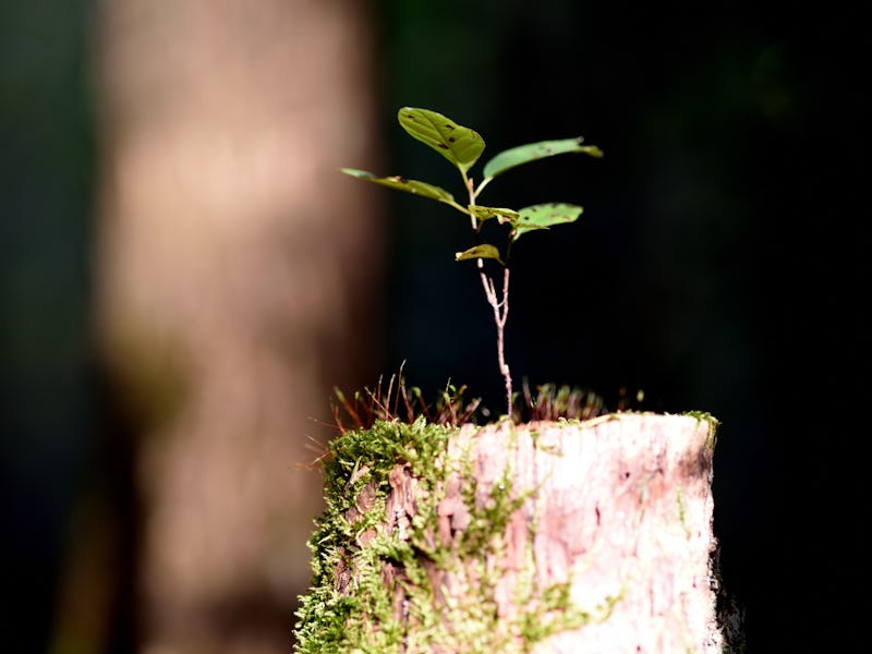 Growing out of a tree trunk
