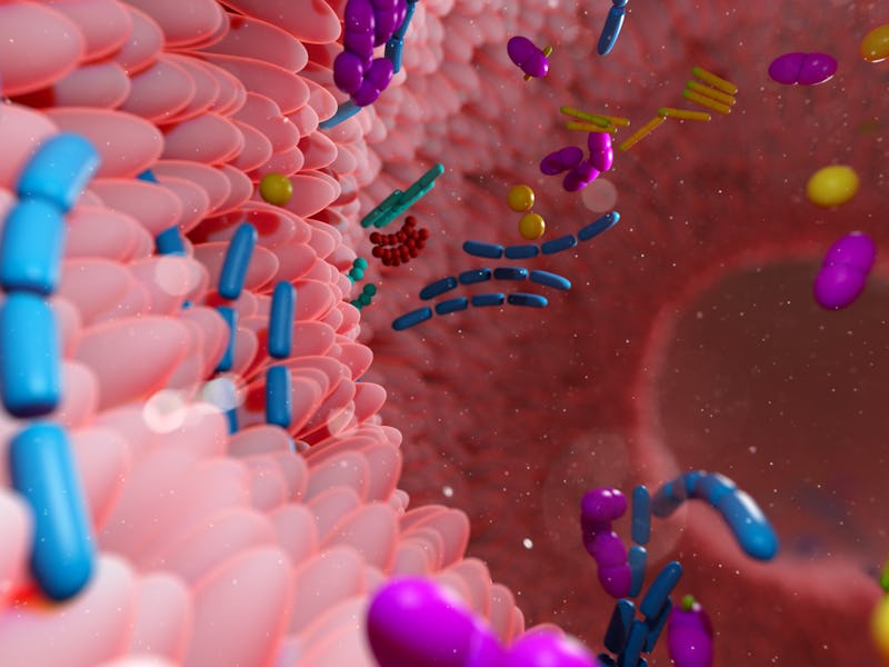 Illustration of the human gut microbiota