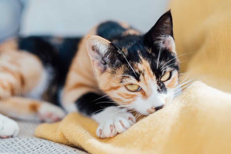 Portrait of lazy tricolor domestic cat lying on sofa