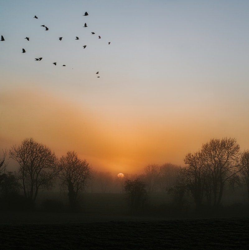 Simple sunset image of a foggy evening, with silhouettes of trees and a flock of birds flying throug...