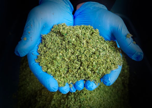 A pair of gloved hands holding a scoop of freshly ground cannabis against a dark background in a lic...