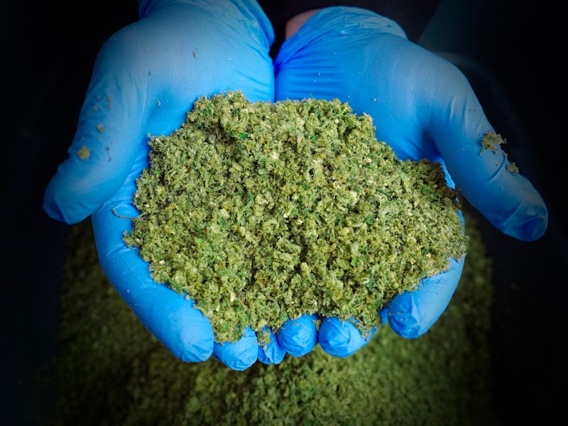 A pair of gloved hands holding a scoop of freshly ground cannabis against a dark background in a lic...