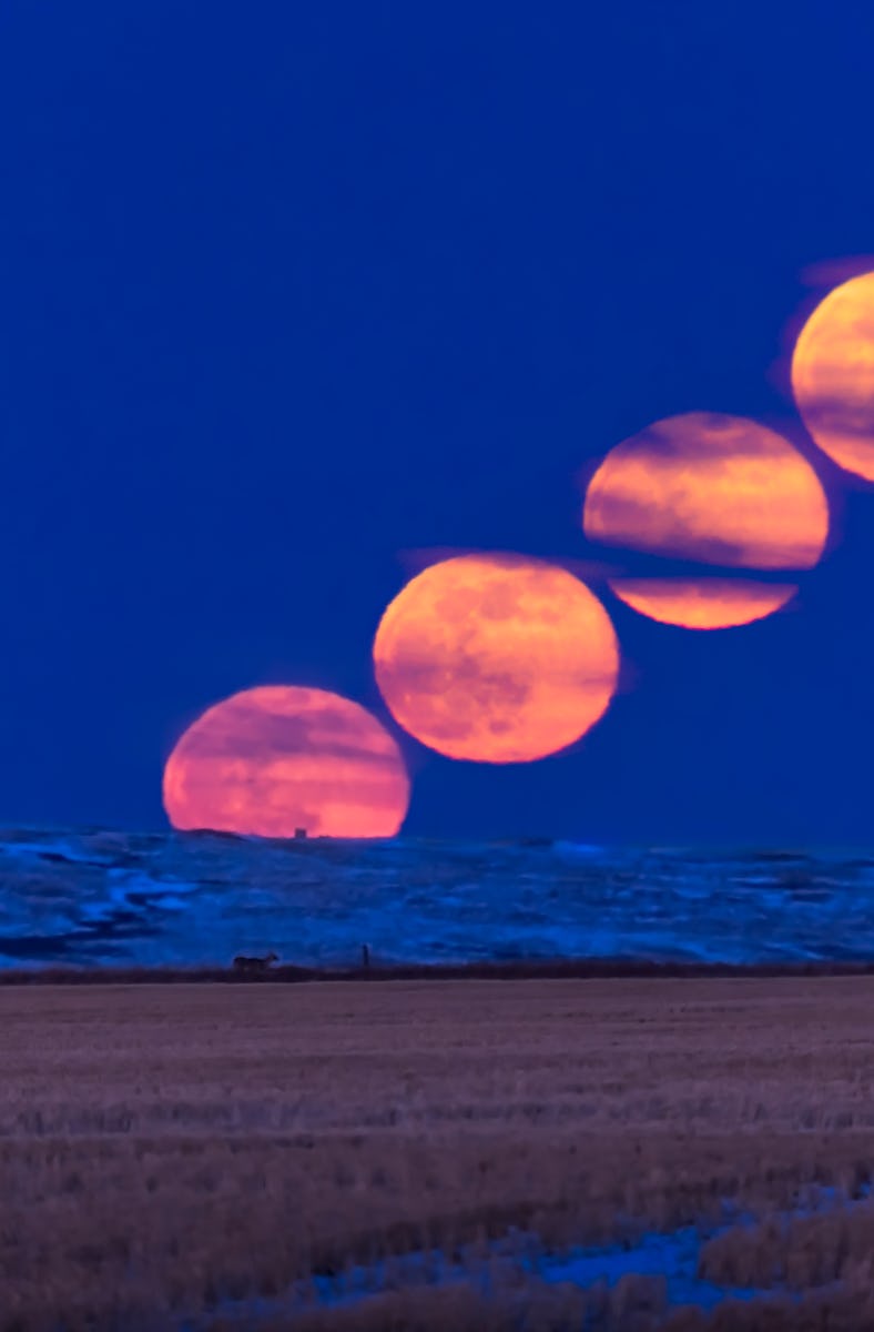 The rising of the Full Moon on March 9, 2020, (sometimes known as the Worm Moon) with a deer in the ...