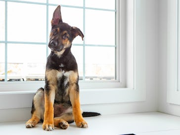 12 weeks old german shepherd sitting in front of window sill.