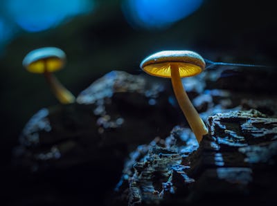 growing out of dead wood, shot at night