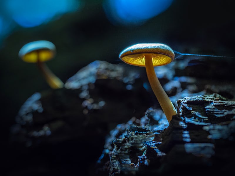 growing out of dead wood, shot at night