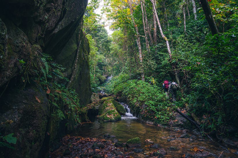 Senior man trail hiking in the forest