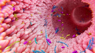 Illustration of the human gut microbiota