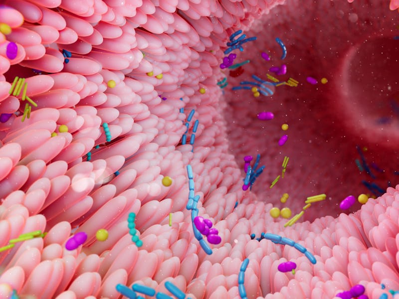 Illustration of the human gut microbiota