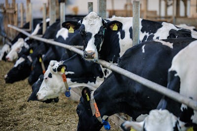 Dairy cows are seen in a barn belonging to dairy farmer Marc Bernhardt (not pictured) in Freital, ea...