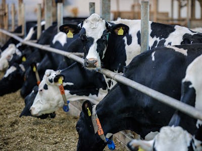 Dairy cows are seen in a barn belonging to dairy farmer Marc Bernhardt (not pictured) in Freital, ea...