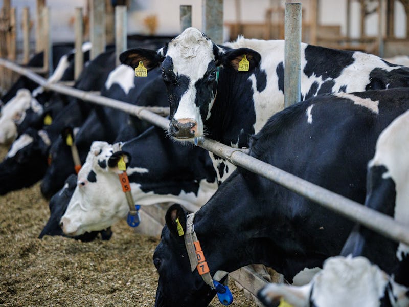Dairy cows are seen in a barn belonging to dairy farmer Marc Bernhardt (not pictured) in Freital, ea...