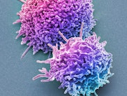Resting T lymphocytes. Coloured scanning electron micrograph (SEM) of resting T lymphocytes from a h...
