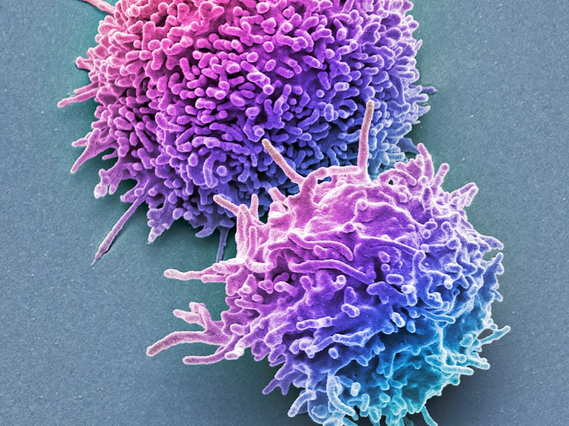 Resting T lymphocytes. Coloured scanning electron micrograph (SEM) of resting T lymphocytes from a h...