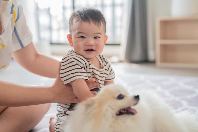 lovely asian family Cute little boy crawling and playing with his dog in a living room Cute children...