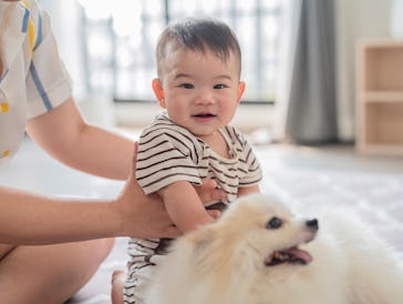 lovely asian family Cute little boy crawling and playing with his dog in a living room Cute children...