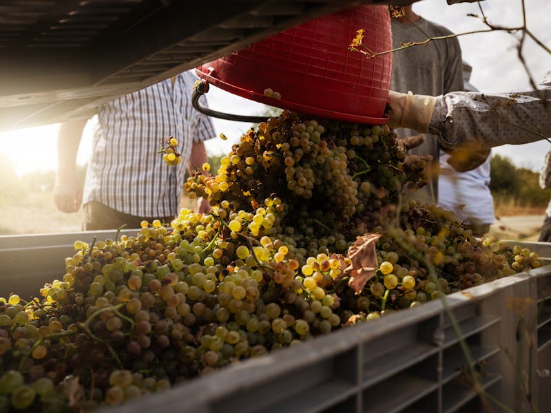 Grape harvesting for wine making storytelling: Italian vendemmia in Tuscany