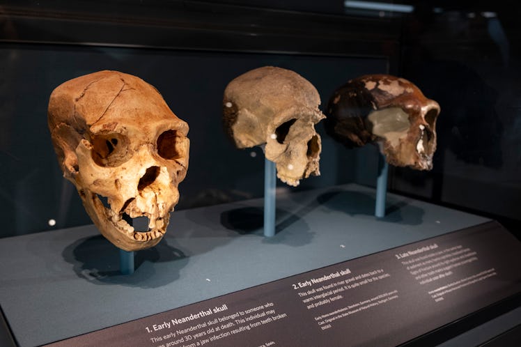 Human Evolution exhibition at the Natural History Museum on 19th January 2024 in London, United King...