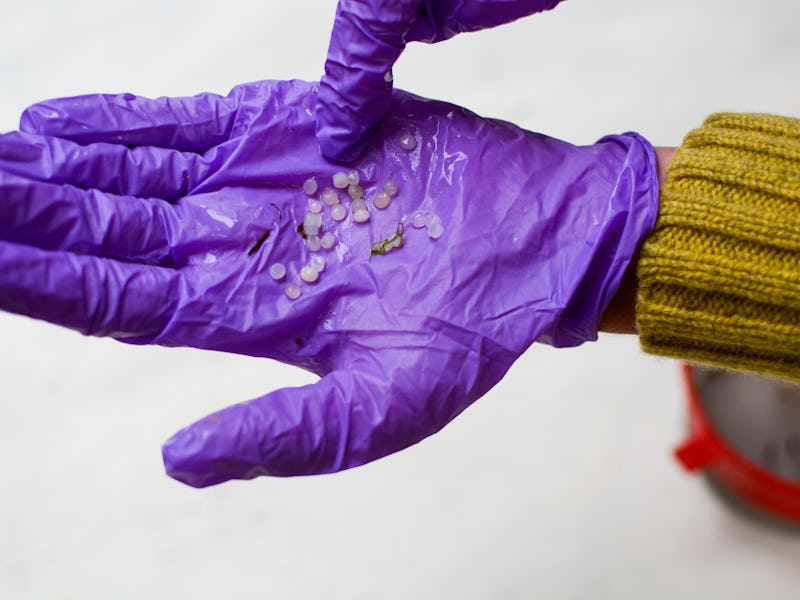 surgical plastic glove with remains of plastic pellets, ECOLOGICAL DISASTER