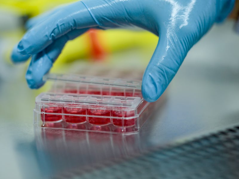12 December 2019, Hamburg: A basic researcher at the Centre for Experimental Medicine at the UKE (Un...