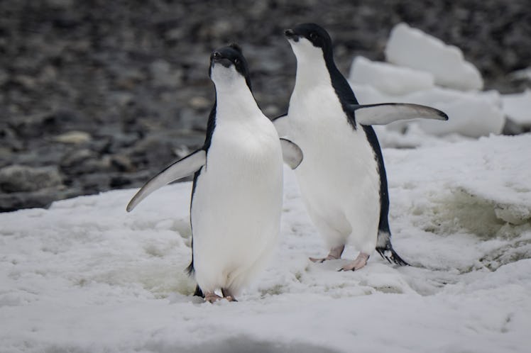 ANTARCTICA - FEBRUARY 15: Adelie penguins are seen on Horseshoe Island during the 8th National Antar...