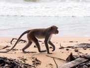 Thai Monkeys are renowned for their freedom and ability to take what they want from tourists from fo...