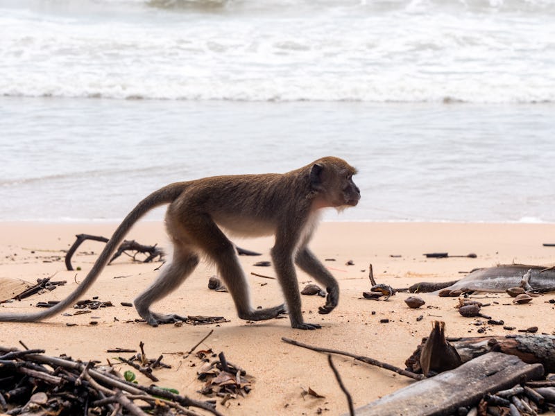 Thai Monkeys are renowned for their freedom and ability to take what they want from tourists from fo...