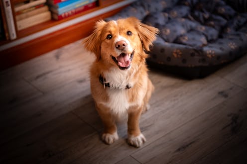 A cheerful, red dog sits next to his lair on the floor and looks into the lens. Photo in home space