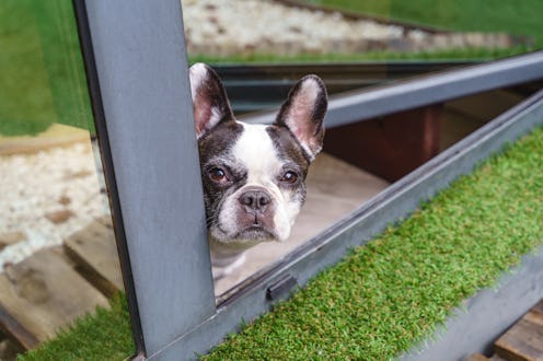 Close up view of small dog with serious expression staring at green garden outdoors. Lifestyles with...