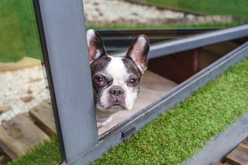 Close up view of small dog with serious expression staring at green garden outdoors. Lifestyles with...