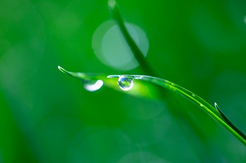 water droplet on a plant