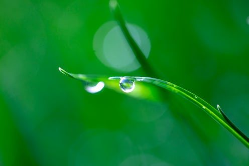 water droplet on a plant