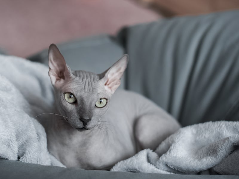 Gray domestic Sphynx cat in a blanket close-up.