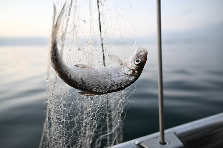 A whitefish hangs in the net that fisherman Chary Liebsch has hauled in. (Photo by Felix Kästle/pict...