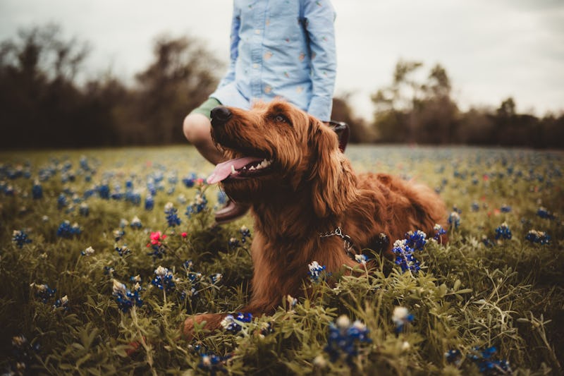 Little boy and his dog in a wildflower field