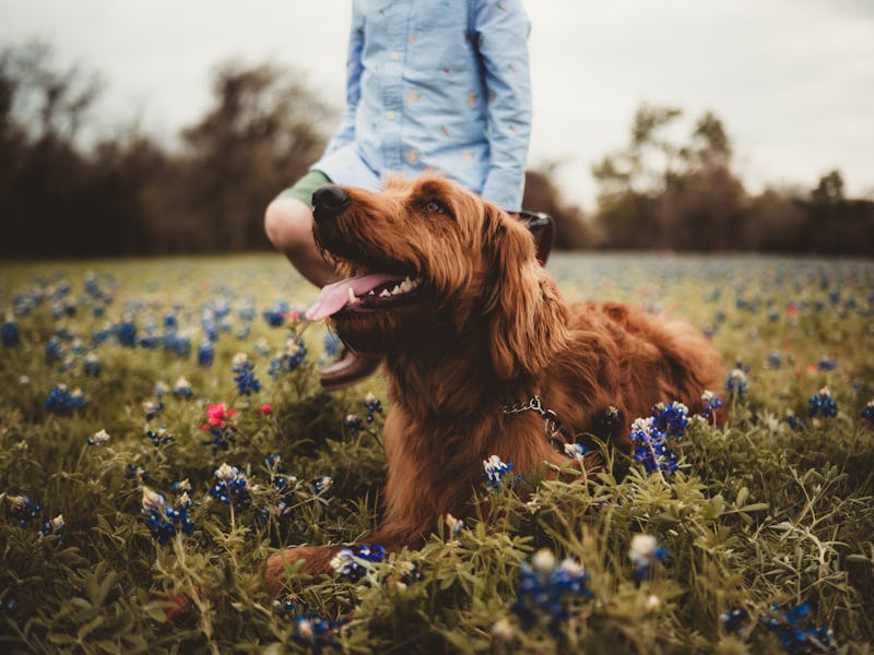Little boy and his dog in a wildflower field