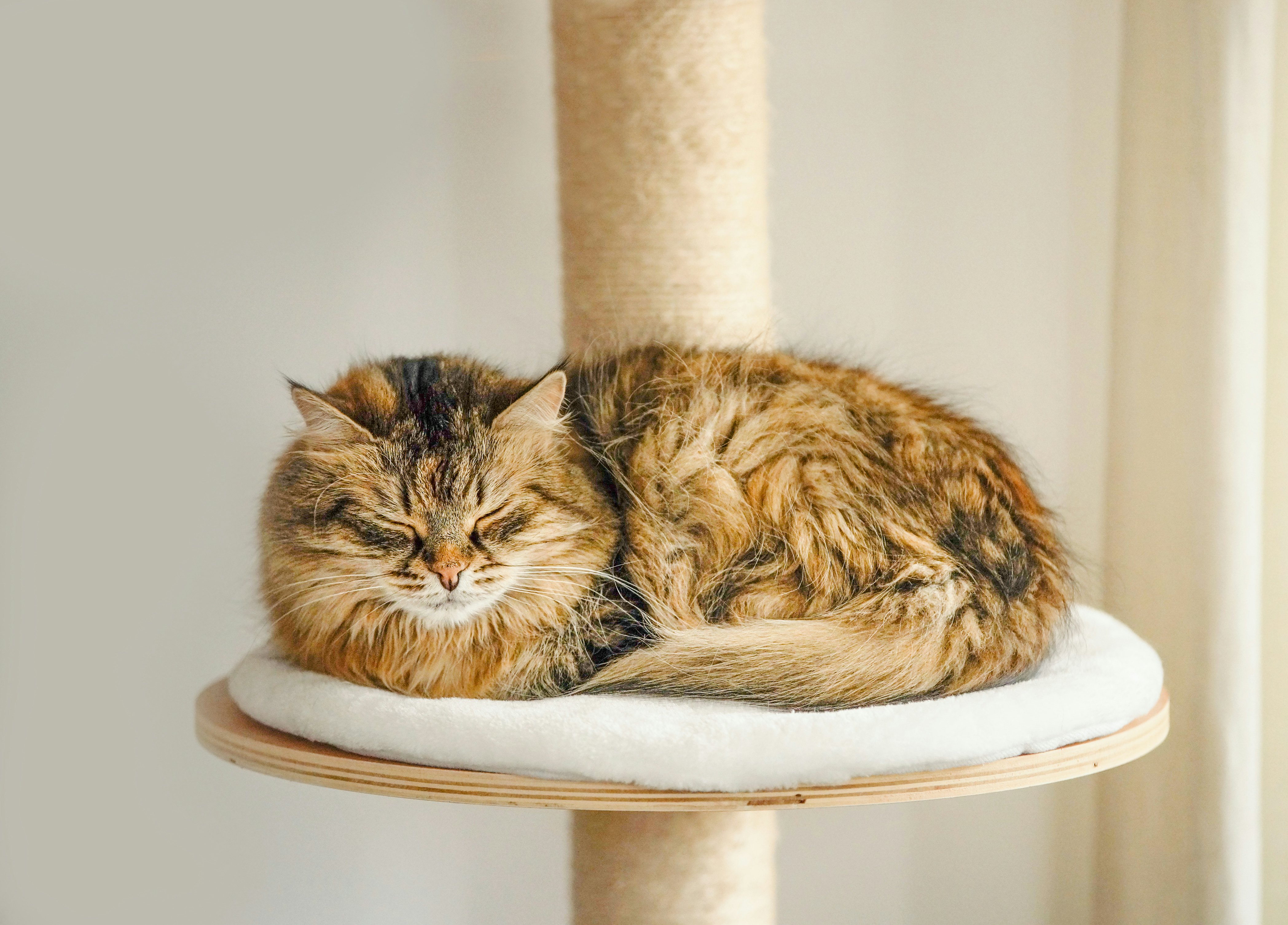 The Forgotten, Evolutionary Reason Cats Love Being So High Up